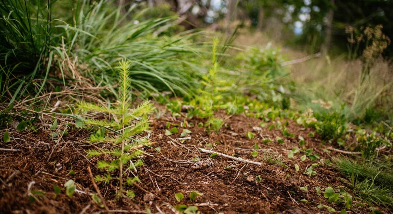 Primo piano di un giovane abete con aghi verdi su un terreno bruno, circondato da vegetazione in un ambiente sereno.