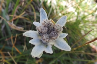 Fiore bianco con centro peloso, circondato da verde, petali grigi con venature, sfondo sfocato di erba.