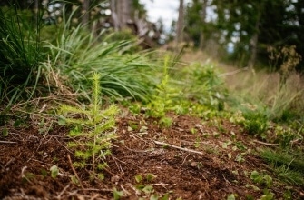 Primo piano del suolo forestale con piante verdi, terra marrone e alberi sullo sfondo in un'atmosfera diurno.