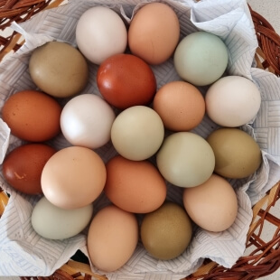 Una cesta di uova in diverse tonalità di marrone, beige e verde, foderata con carta bianca, su una superficie chiara.