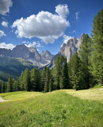 Paesaggio montano con alberi verdi, prato fiorito e picchi rocciosi.