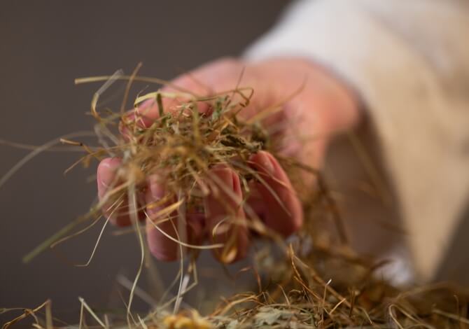 Una mano che afferra un mazzetto di fieno, con uno sfondo sfocato di una camicia bianca.