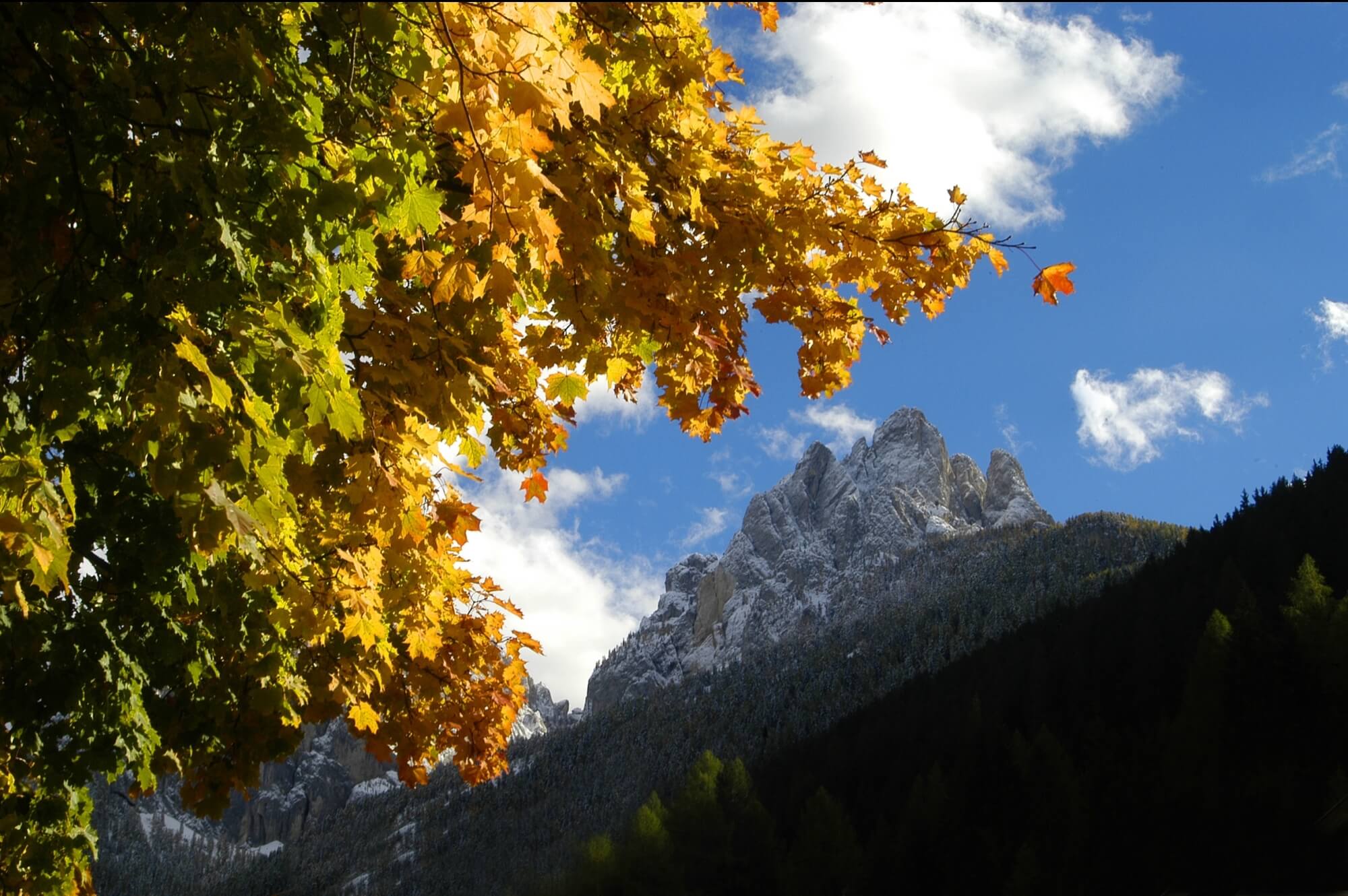 Albero con foglie gialle e arancioni in autunno, montagne innevate sullo sfondo e cielo blu con nuvole bianche.