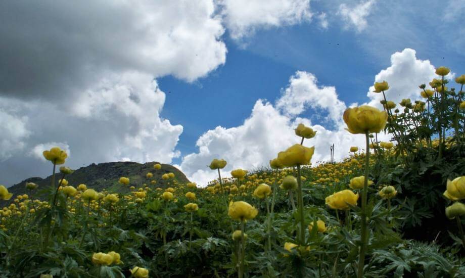 Fiori gialli in primo piano con cielo blu e nuvole bianche, sullo sfondo di un terreno montuoso verde e sereno.