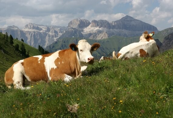 Pascoli della Val di Fassa