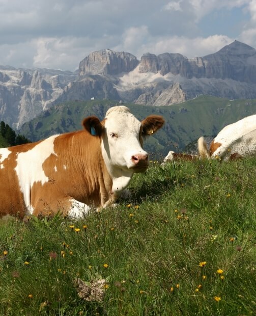 Pascoli della Val di Fassa