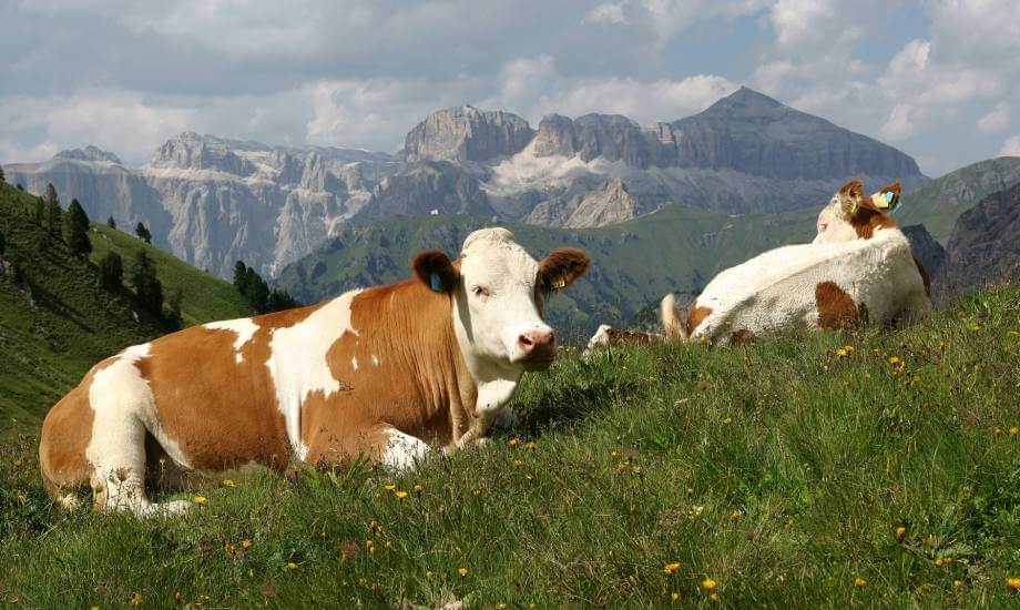 Pastures of the Val di Fassa