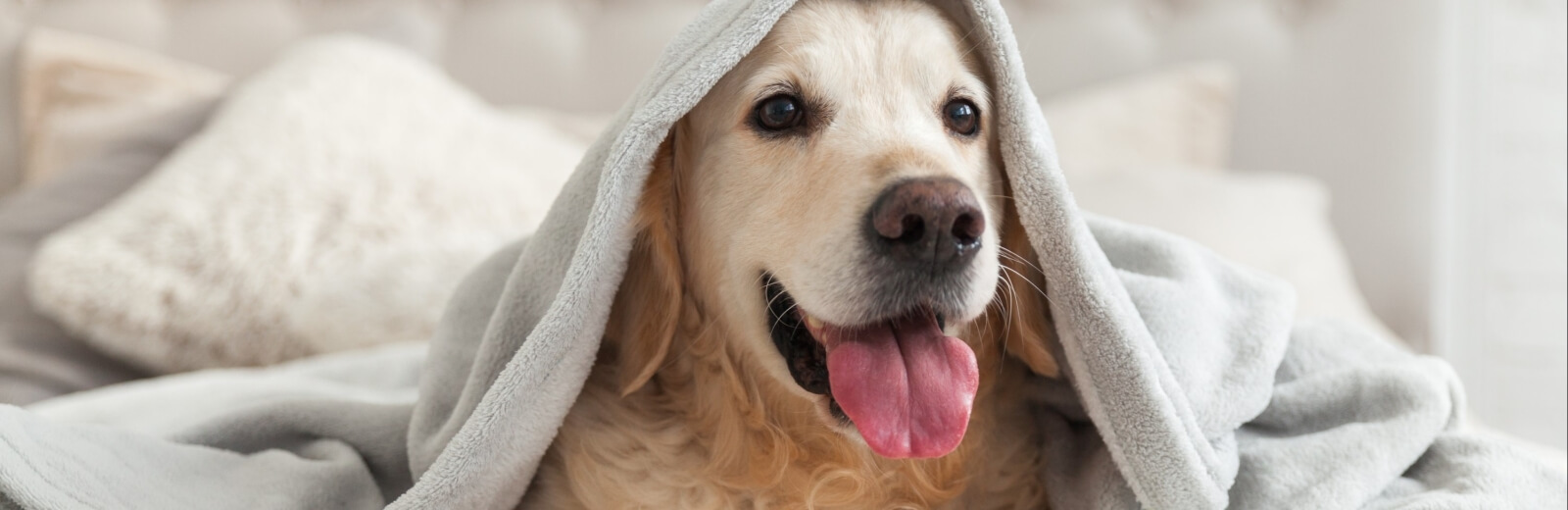 Golden retriever sdraiato con una coperta grigia, lingua di fuori, circondato da cuscini in un'atmosfera accogliente.