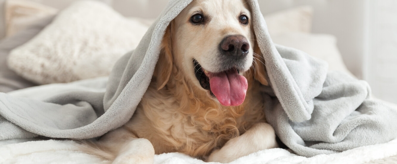 Un Golden Retriever sdraiato su un letto, coperto da una coperta grigia, con la testa parzialmente nascosta e un'espressione rilassata.