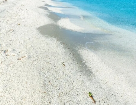Spiaggia sabbiosa con acqua blu e conchiglie, onde sulla riva.