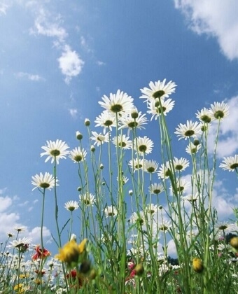 Campo di margherite bianche sotto un cielo blu con nuvole.