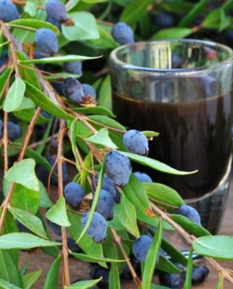Un bicchiere di liquido scuro accanto a un ramo con foglie verdi e bacche blu scure.