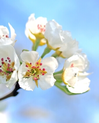 Un gruppo di fiori bianchi con stami rosa su sfondo blu.
