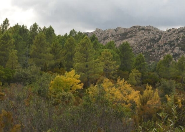Foresta colorata con alberi verdi e gialli, collina rocciosa sullo sfondo.