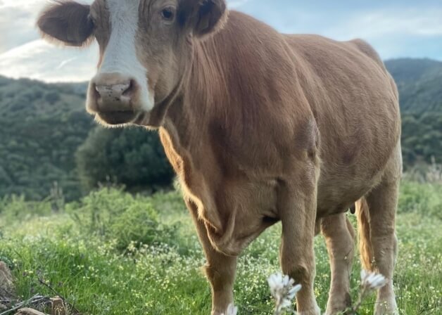 Mucca marrone chiaro con faccia bianca in un campo verde.