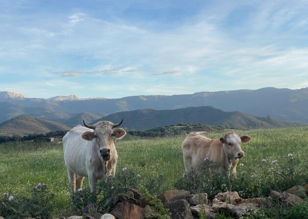 Due mucche in un campo verde sotto un cielo blu.
