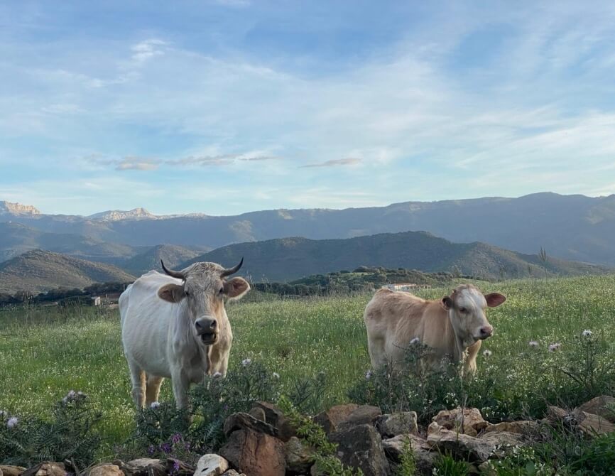Due mucche in un campo con montagne sullo sfondo e cielo blu.