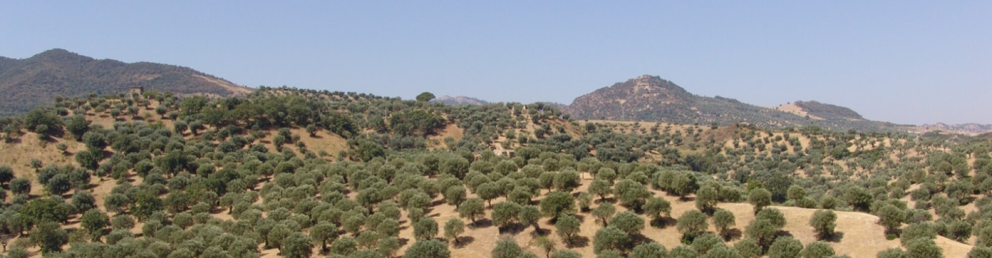 Paesaggio arido con colline, montagne sullo sfondo e sparse vegetazioni di ulivi sotto un cielo blu.