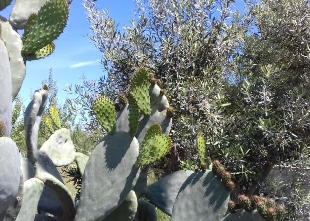 Paesaggio desertico sereno con cacti di diverse forme e alberi, sotto un cielo blu con nuvole leggere.