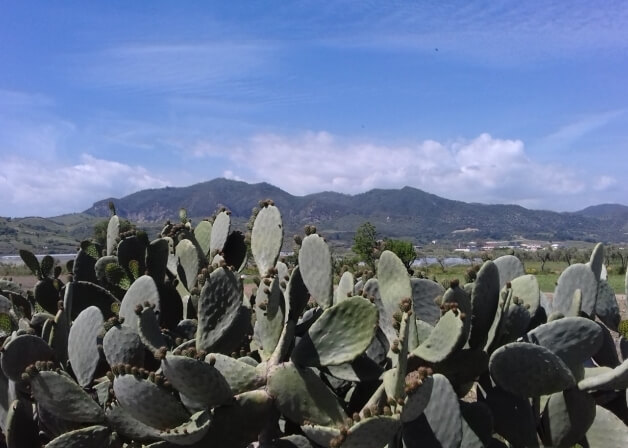 Cactus in primo piano con colline e montagne sullo sfondo, cielo blu e nuvole bianche. Un paese distante è visibile.