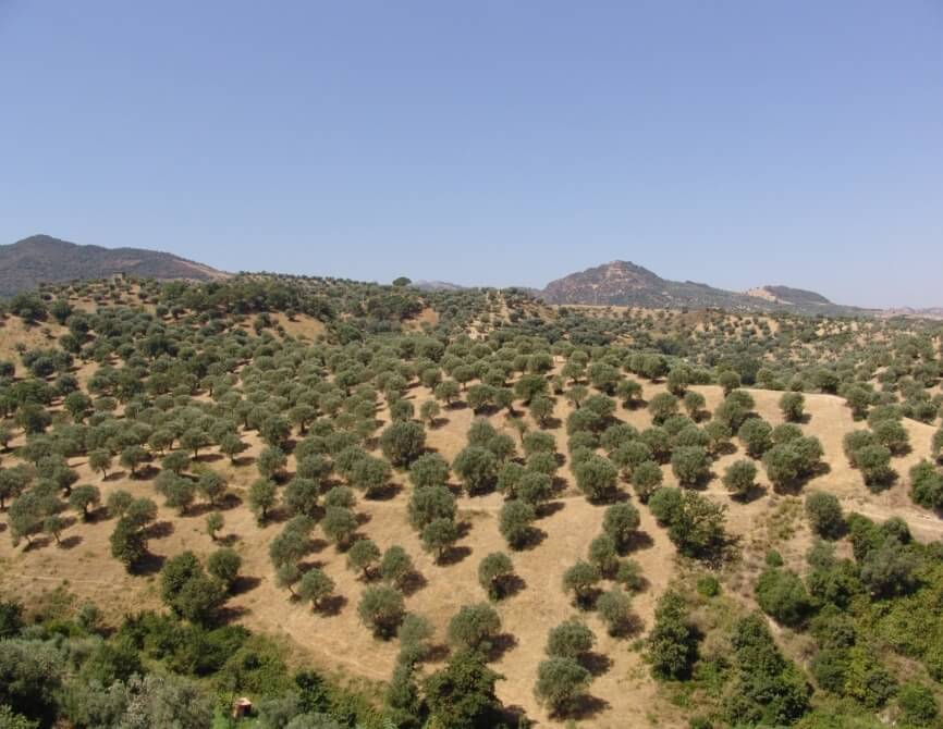 Un paesaggio sereno con un uliveto ai piedi di montagne, cielo azzurro e vegetazione verde.