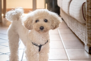 Hospitalité pet-inclusive au Cruccùris Resort