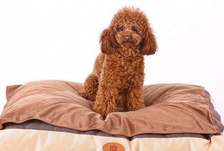 Offerta pets and love