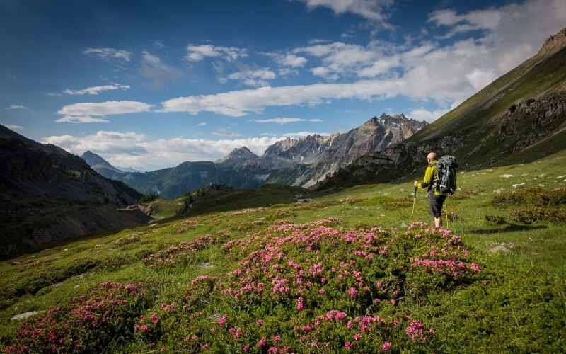 A hiker in a yellow shirt stands in a green meadow with pink flowers, surrounded by mountains under a blue sky.