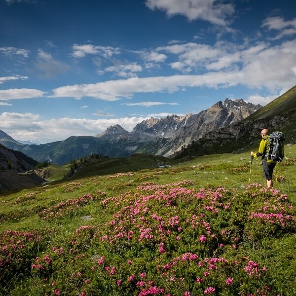 Un escursionista in maglietta gialla tra fiori rosa e verde, con montagne e cielo blu sullo sfondo.