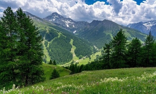 Paesaggio montano con una valle alberata, colline fiorite in primo piano e picchi innevati sullo sfondo sotto un cielo nuvoloso.