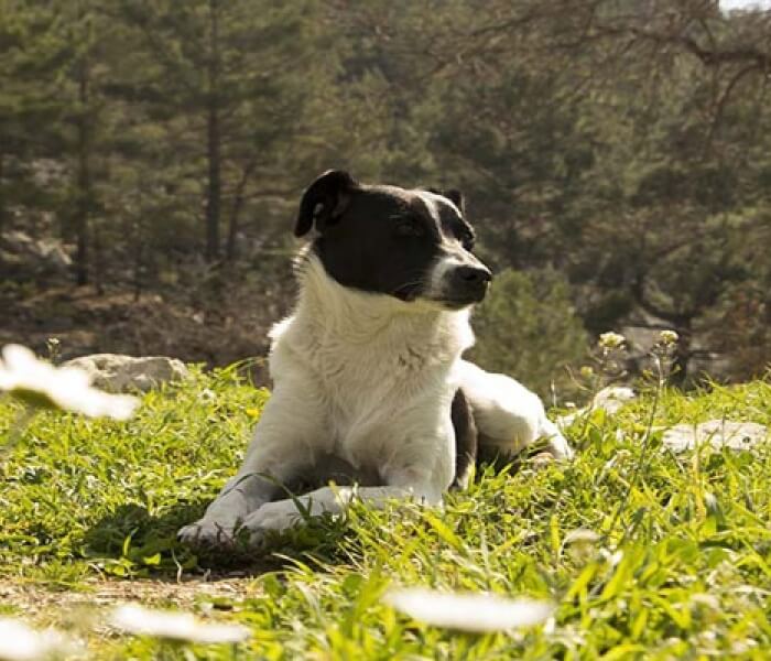 A dog with a black face and white body lies in grass, gazing right, surrounded by trees on a sunny day.