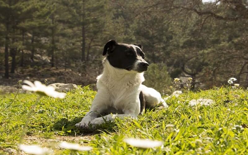 A black and white dog lies peacefully in a grassy field with white flowers, surrounded by a dense forest of trees.