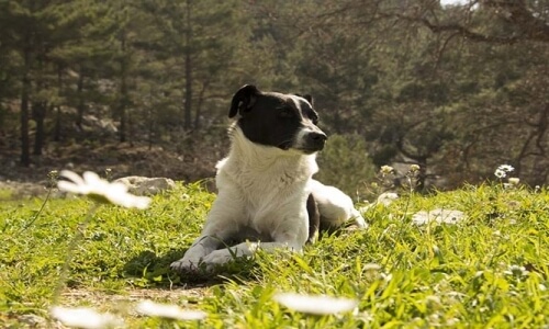 A white dog with a black patch sits on grass among white flowers, with a blurred wooded background.