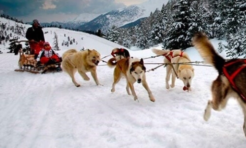 A red dog sled with two people is pulled by six dogs through a snowy landscape with trees and mountains in the background.
