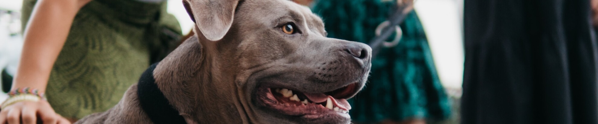 Un pit bull grigio con collare nero, affiancato da gambe di due persone in un ambiente domestico sfocato.