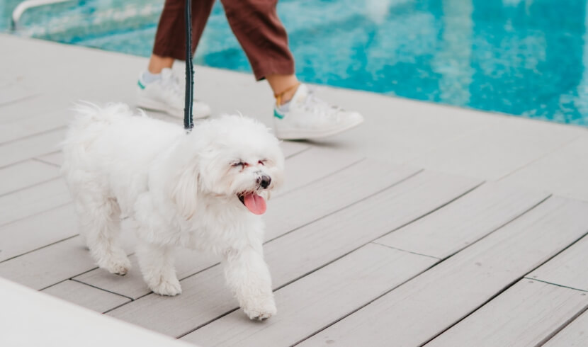 Cane bianco in primo piano su un ponte di legno grigio, legato a un guinzaglio blu, mentre una persona cammina dietro.