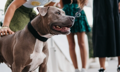 Pitbull di colore mauve scuro con petto bianco e collare nero, circondato da persone in un parco soleggiato.