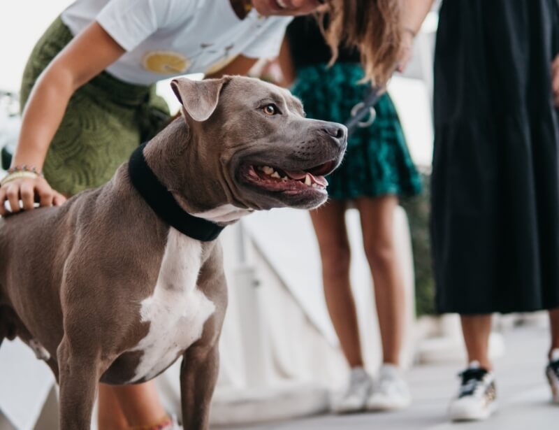Un pit bull grigio e bianco con collare nero, con tre persone parzialmente visibili sullo sfondo, all'aperto.
