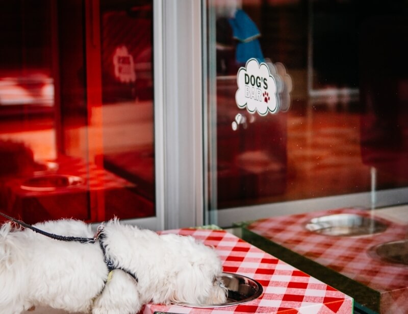 Cane bianco su un tavolo a scacchi rosso e bianco, beve da una ciotola metallica davanti a una porta con il segno "DOG'S BAR".
