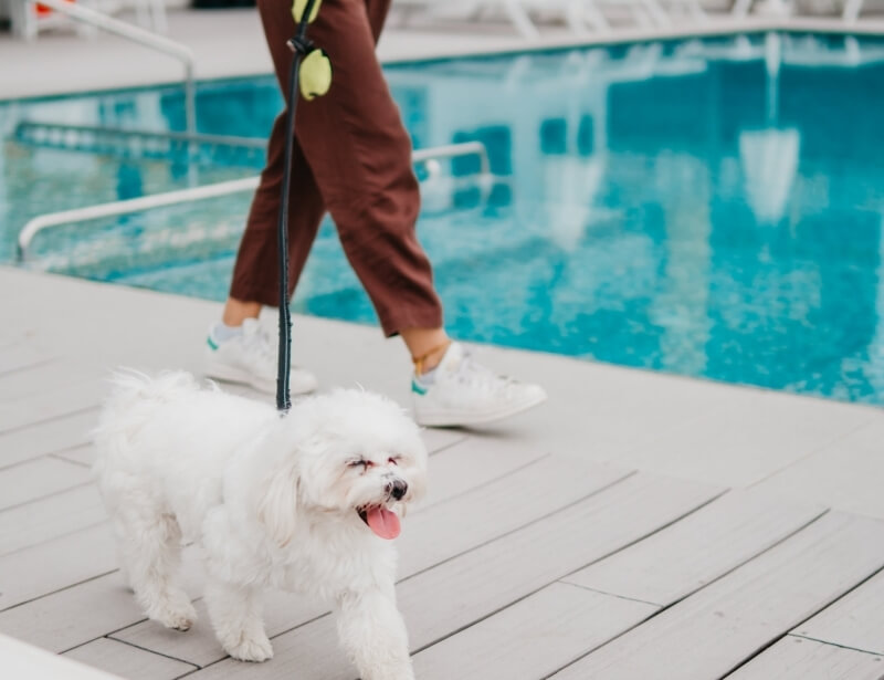 Una persona con pantaloni marroni e scarpe bianche cammina un piccolo cane bianco vicino a una piscina.