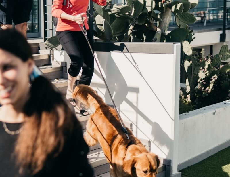 Una donna scende le scale con un cane dorato al guinzaglio, mentre scatta una foto. Un'altra donna è visibile in primo piano.