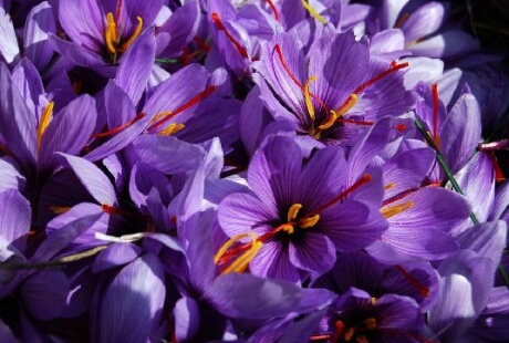 Il fiore dello zafferano