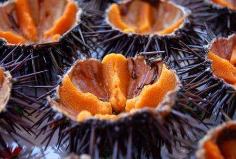 Gustoso riccio di mare
