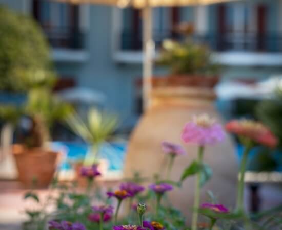 Fiori sfocati in primo piano con vaso di terracotta e edificio sullo sfondo.
