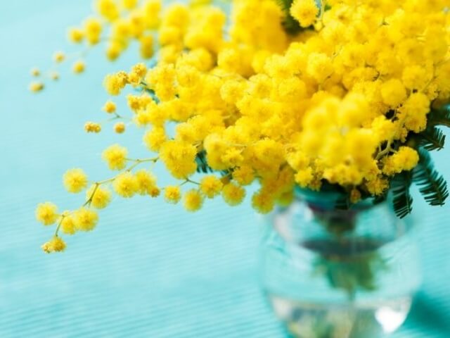 Bouquet di fiori gialli in un vaso trasparente su sfondo blu chiaro, con fiori di mimosa in primo piano.
