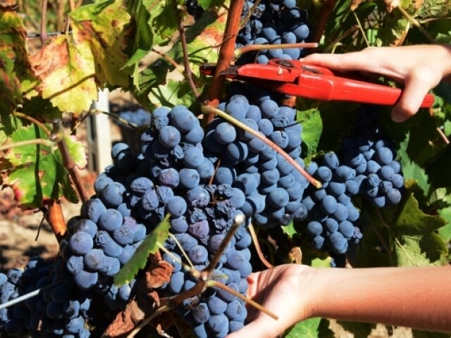 Primo piano di un vigneto con grappoli di uva viola, mani che toccano l'uva e un attrezzo da potatura.