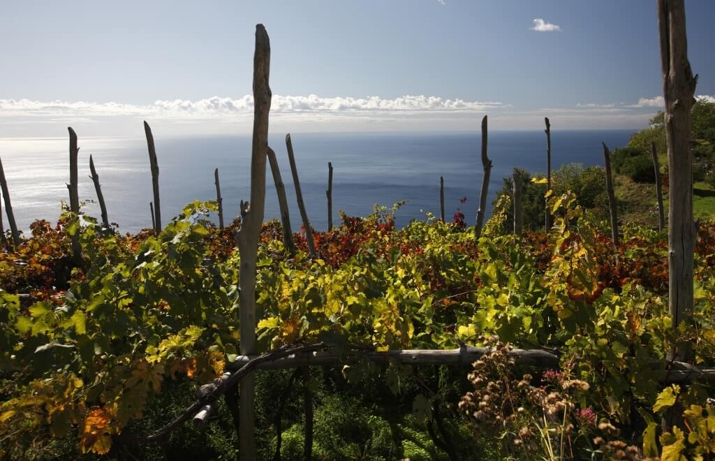Vineyard with view sea
