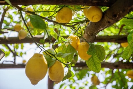 Rami di limoni maturi con fiori bianchi e foglie verdi.