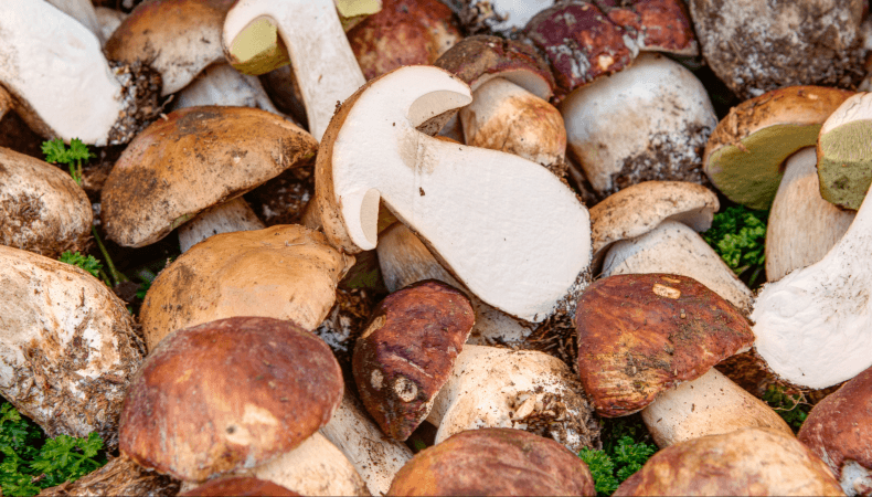 A pile of porcini mushrooms with one cut in half.