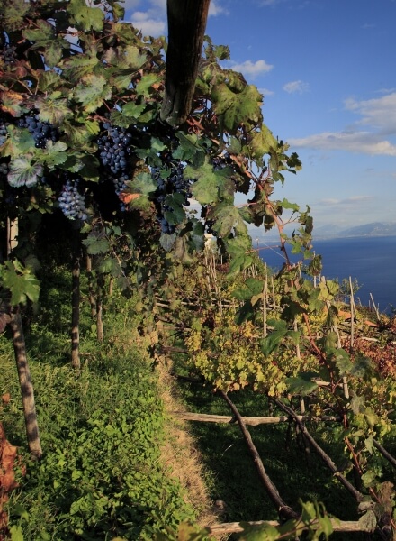 vineyard